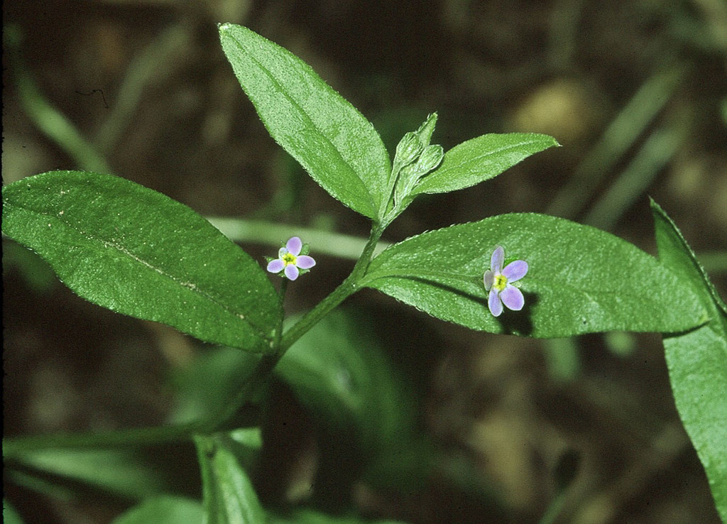 Memoremea