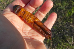 Abantiades atripalpis