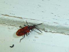 Lemodes coccinea