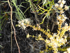 Acantholippia seriphioides