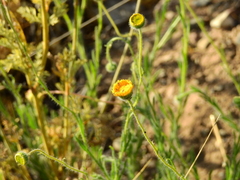 Hysterionica jasionoides