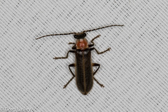 Podabrus quadratus