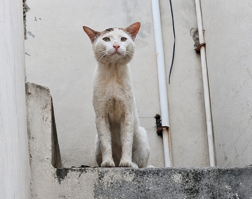 Domestic Cat
