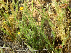 Hysterionica jasionoides