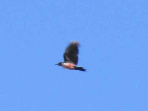 iNaturalist observation photo of Lewis's Woodpecker