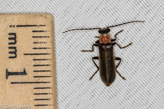 Podabrus quadratus
