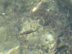 Fistularia commersonii