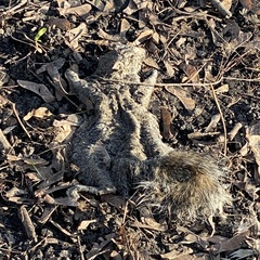 Sciurus carolinensis
