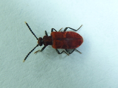 Lemodes coccinea