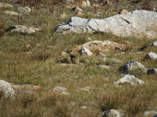 Belding's Ground Squirrel observed by jillian_a