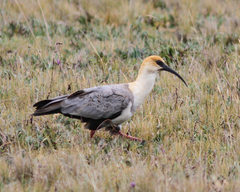 Theristicus branickii