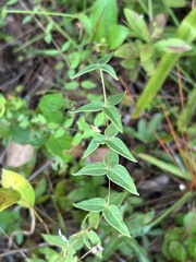 Lysimachia asperulifolia