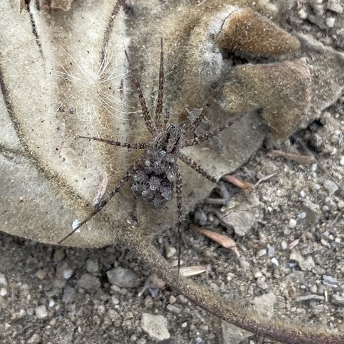 iNaturalist observation photo of Thin-legged Wolf Spiders