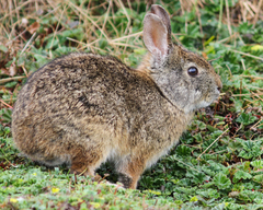 Sylvilagus andinus