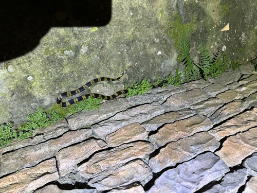 Banded Krait