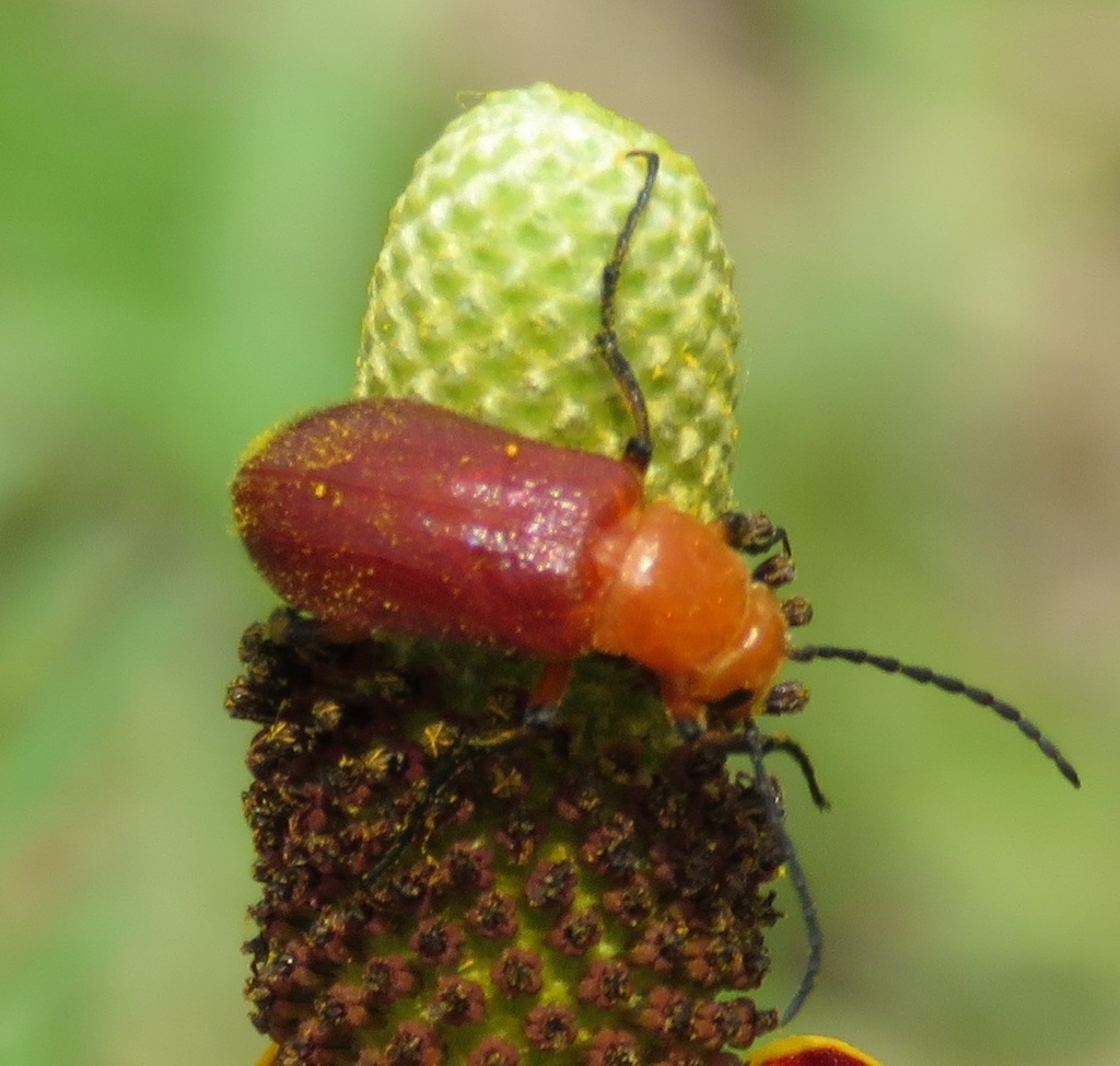 Nemognathinae