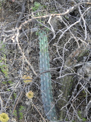 Cereus aethiops