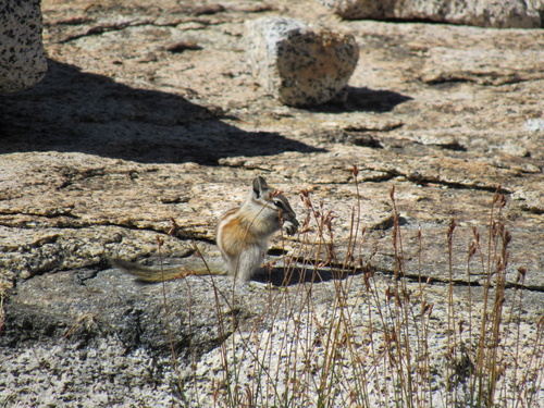 Alpine Chipmunk observed by jillian_a