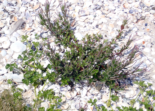 Epilobium billardiereanum, photograph 6