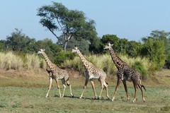 Giraffa camelopardalis thornicrofti