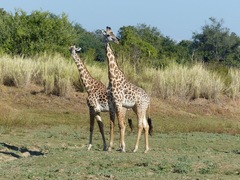 Giraffa camelopardalis thornicrofti