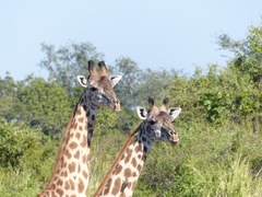 Giraffa camelopardalis thornicrofti
