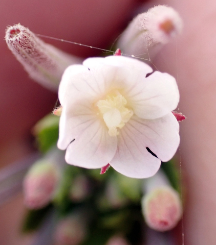 Epilobium billardiereanum, photograph 5
