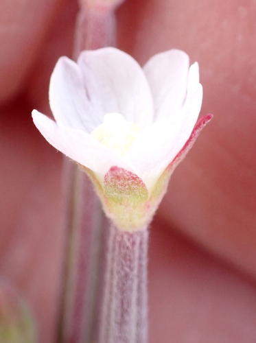 Epilobium billardiereanum, photograph 4