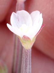 author not stated, no rights reserved Epilobium billardiereanum, photograph author not stated, no rights reserved