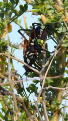 Scaphura elegans