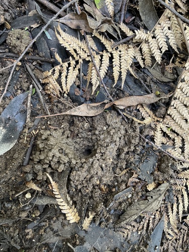 Engaeus hemicirratulus