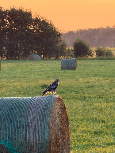 Red-tailed Hawk