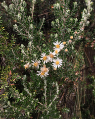 Diplostephium ericoides