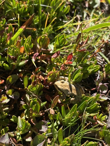 iNaturalist observation photo of Pacific chorus frog