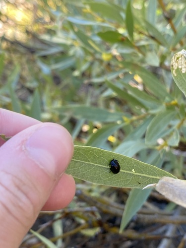 iNaturalist observation photo of Willow Leaf Beetle