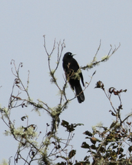 Cacicus chrysonotus