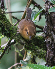 Troglodytes solstitialis