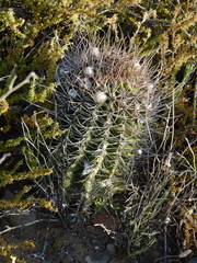 Echinopsis leucantha