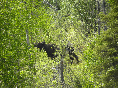 Moose