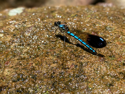 Aristocypha chaoi