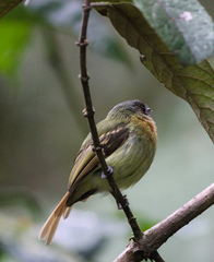 Leptopogon rufipectus