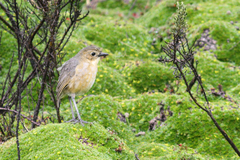 Grallaria quitensis