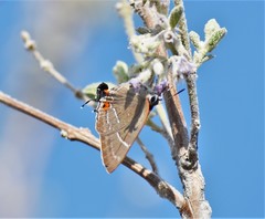 Parrhasius moctezuma
