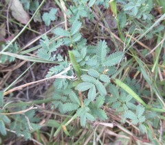 Desmanthus virgatus