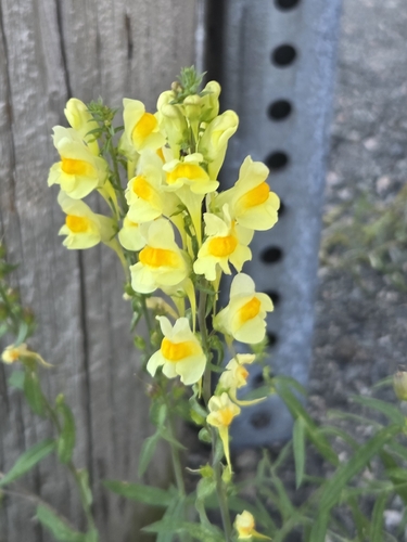 common toadflax