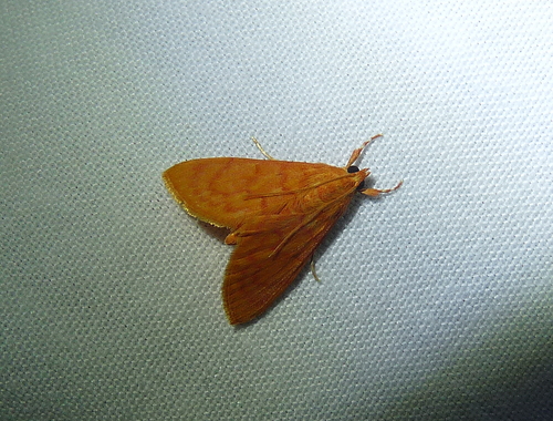 Hyalobathra miniosalis