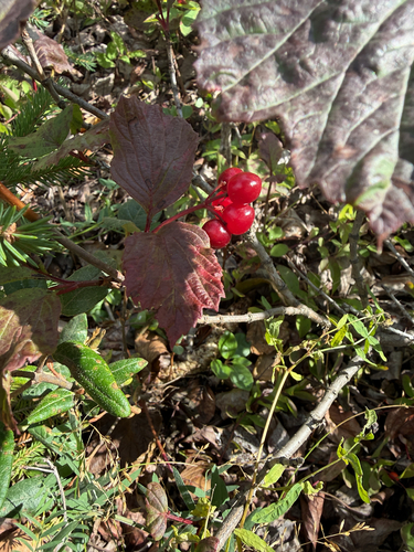 squashberry