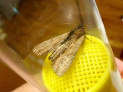 Apamea cuculliformis