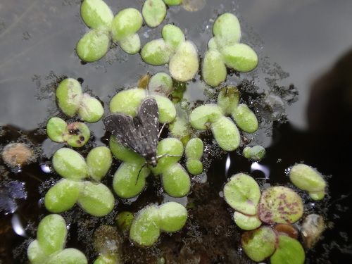 Black Duckweed Moth photo 3
