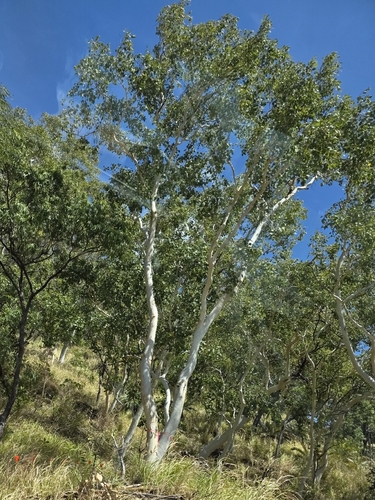 Eucalyptus platyphylla, photograph 5